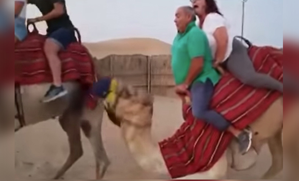 Have You Seen This? Camel ride turns into 'Titanic' movie's 'king of the world scene'