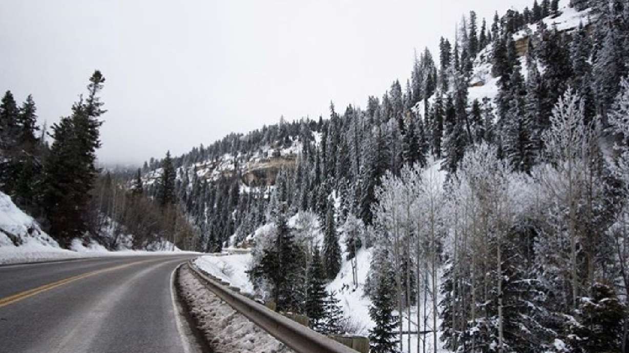 🌲Want to chop your own Christmas tree? Here's where you can get a permit for that in Utah🌲