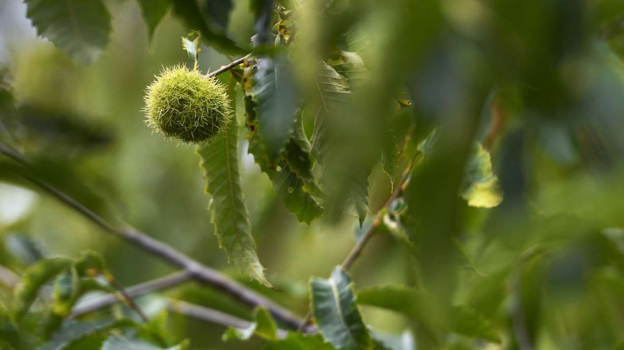 High-tech chestnuts: US to consider genetically altered tree
