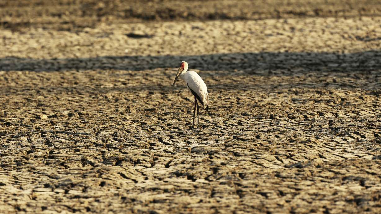 Drought parches southern Africa, millions faced with hunger