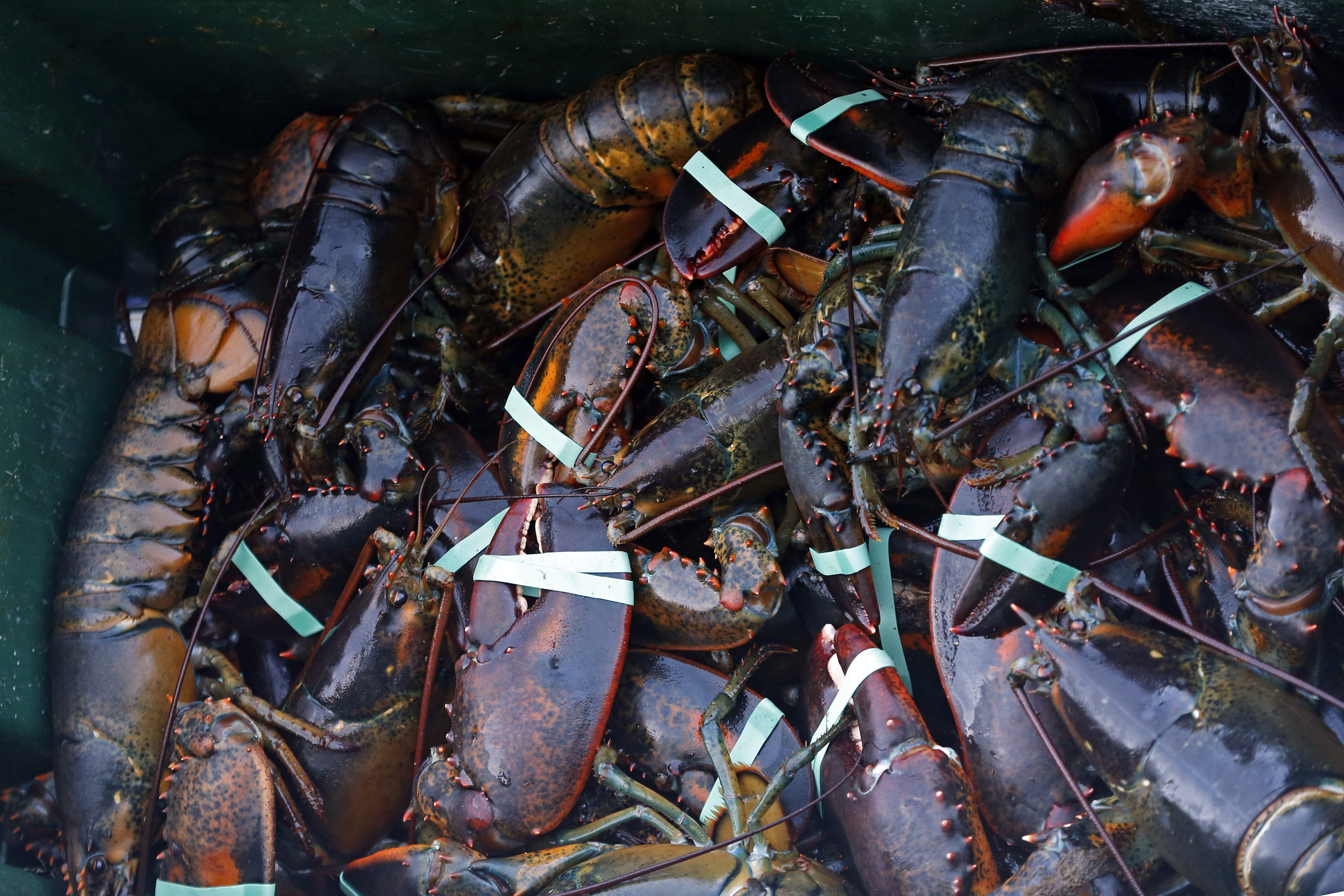 Slower lobster season means high prices, worried fishermen