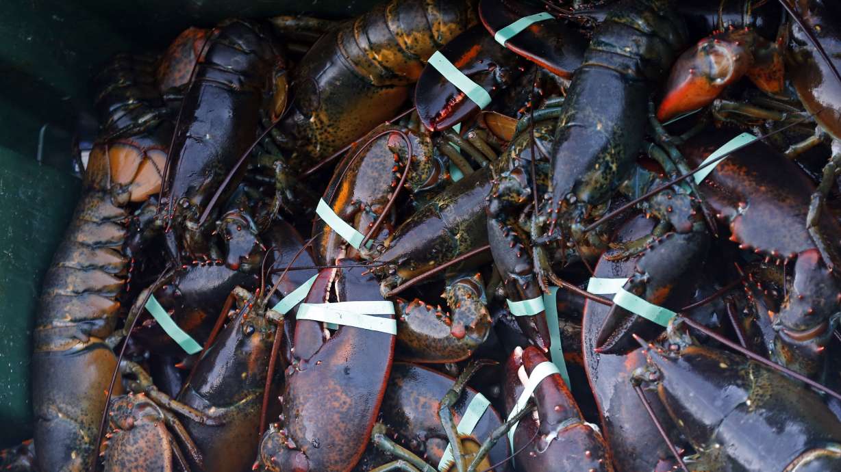 Slower lobster season means high prices, worried fishermen