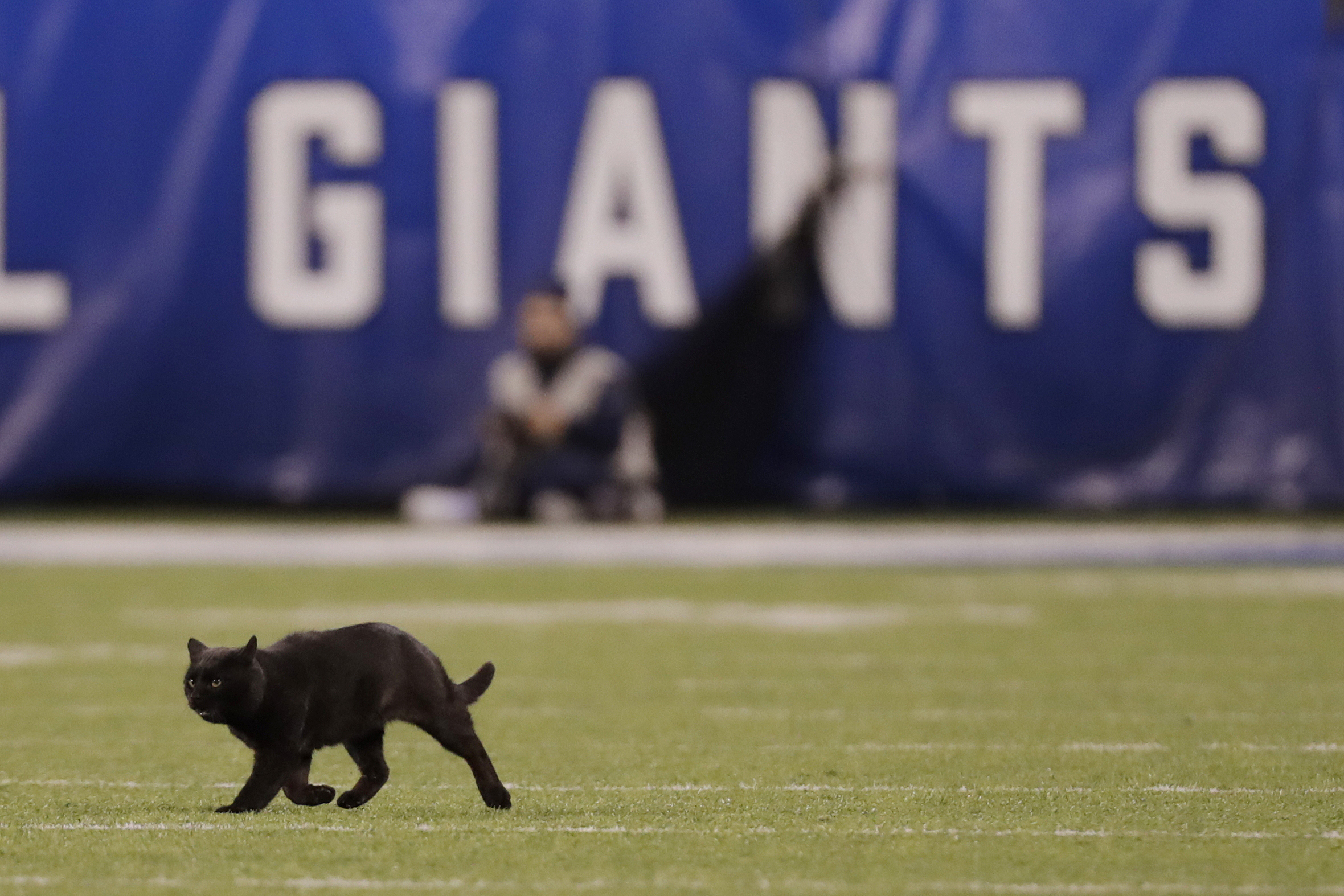 Monday night black cat still on the loose at MetLife Stadium