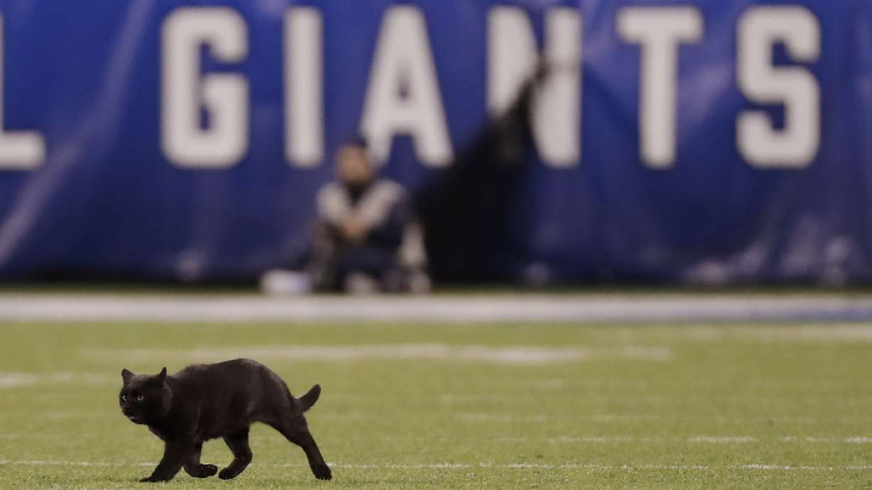 Monday night black cat still on the loose at MetLife Stadium
