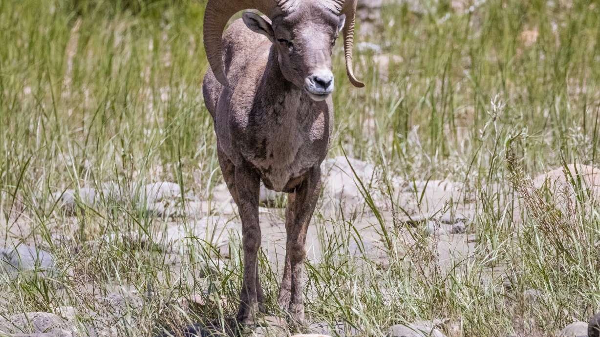 DWR investigates after bighorn ram found illegally killed on popular southern Utah trail