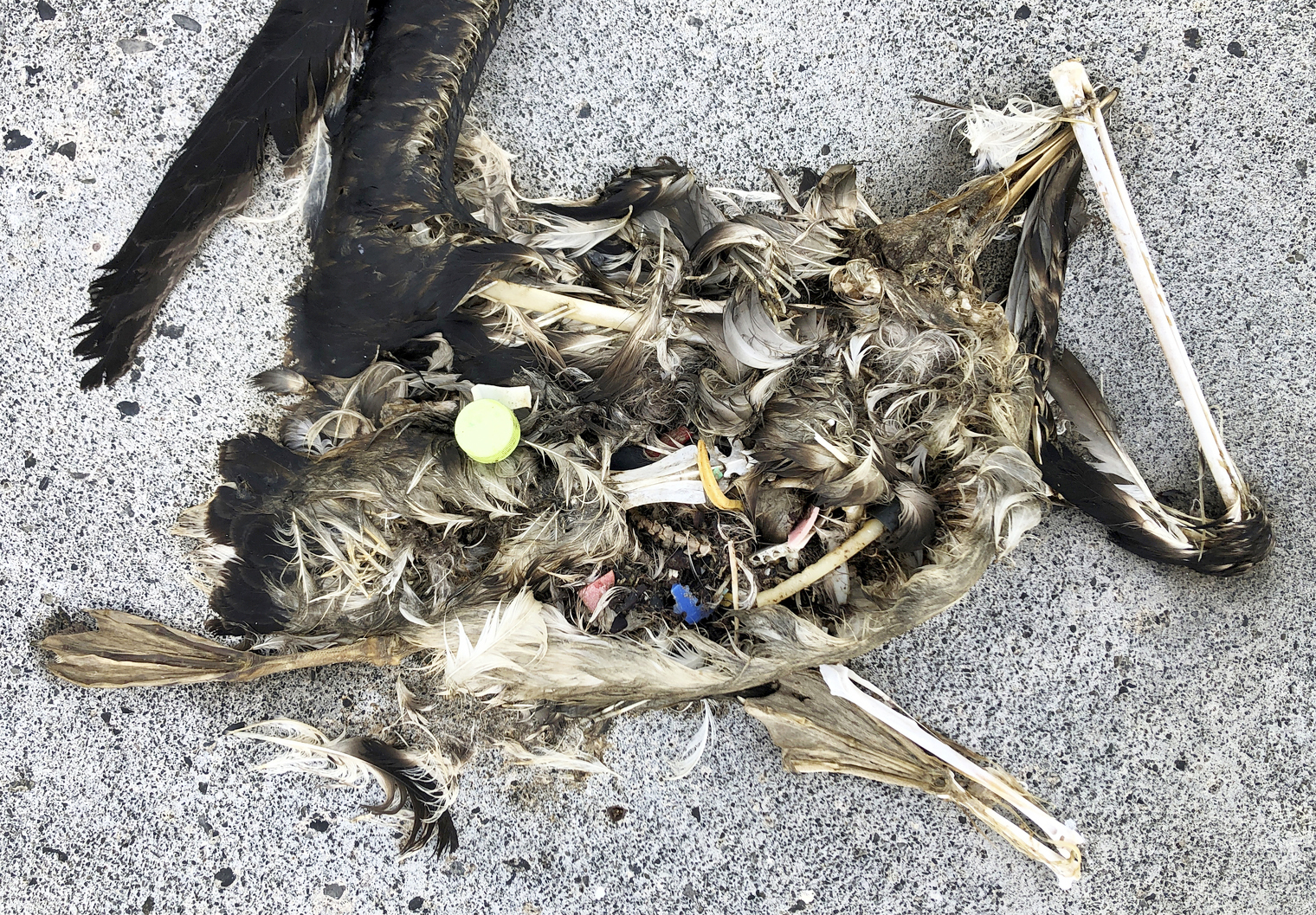 Pacific bird refuge struggles as ocean garbage patch grows