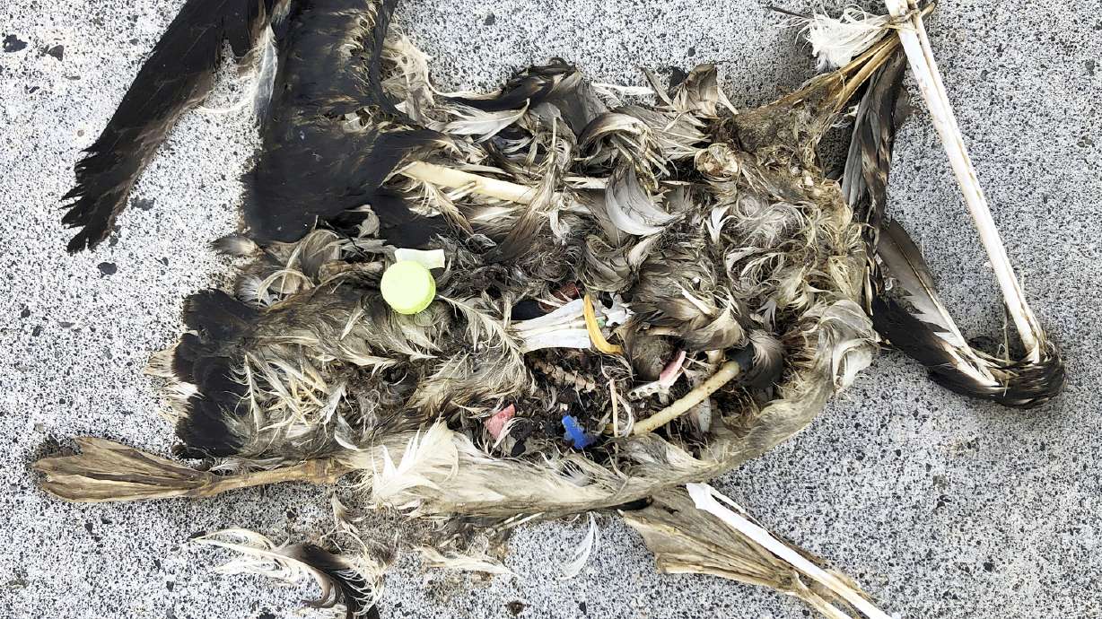 Pacific bird refuge struggles as ocean garbage patch grows