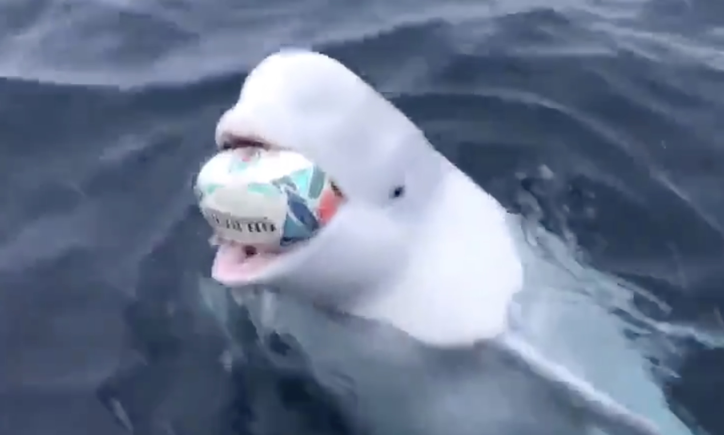 Have You Seen This? Wild beluga plays fetch like a pro