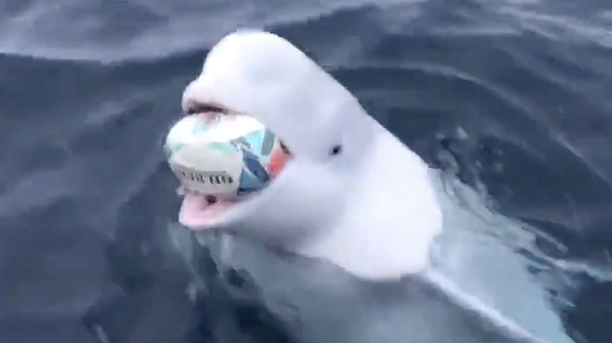 Have You Seen This? Wild beluga plays fetch like a pro