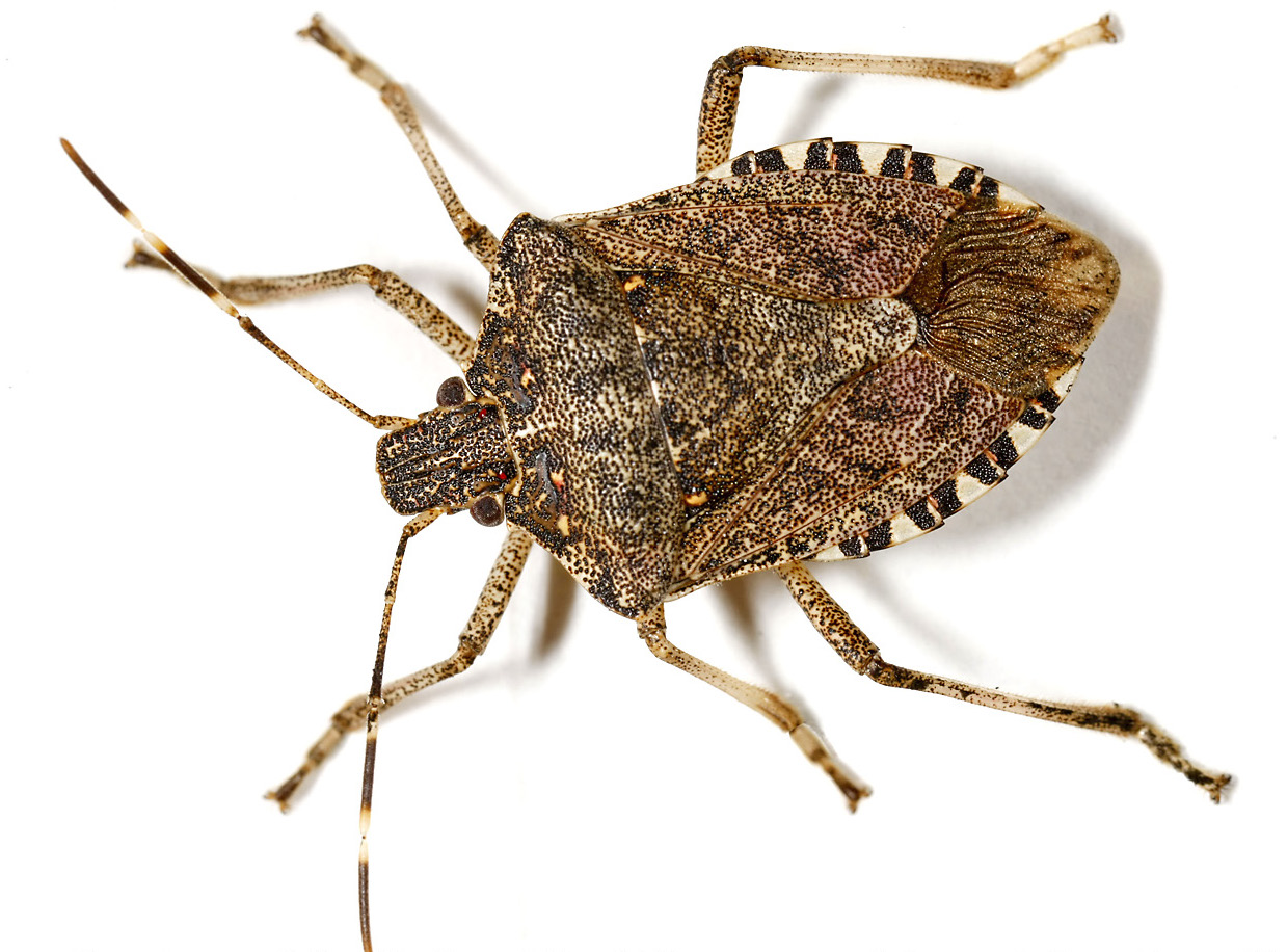 How Utah homes may soon be a haven for smelly stink bugs