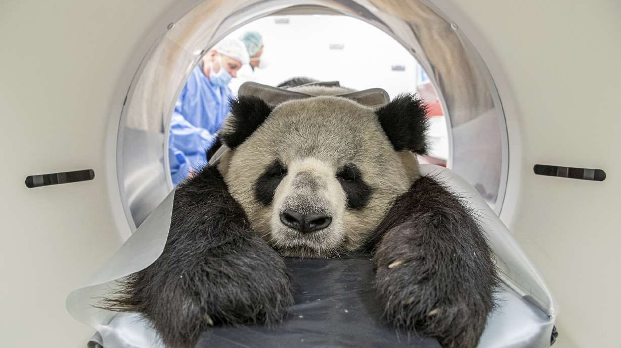 Grin and bear it: Berlin panda gets CT scan for kidney exam