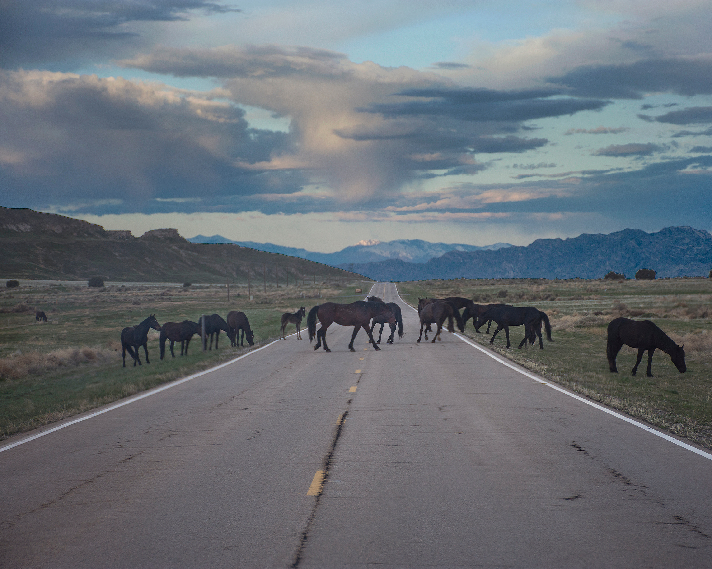 Nearly 300 wild horses captured in central Idaho