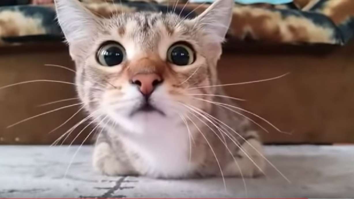 Have You Seen This? Cat can't handle scary movie