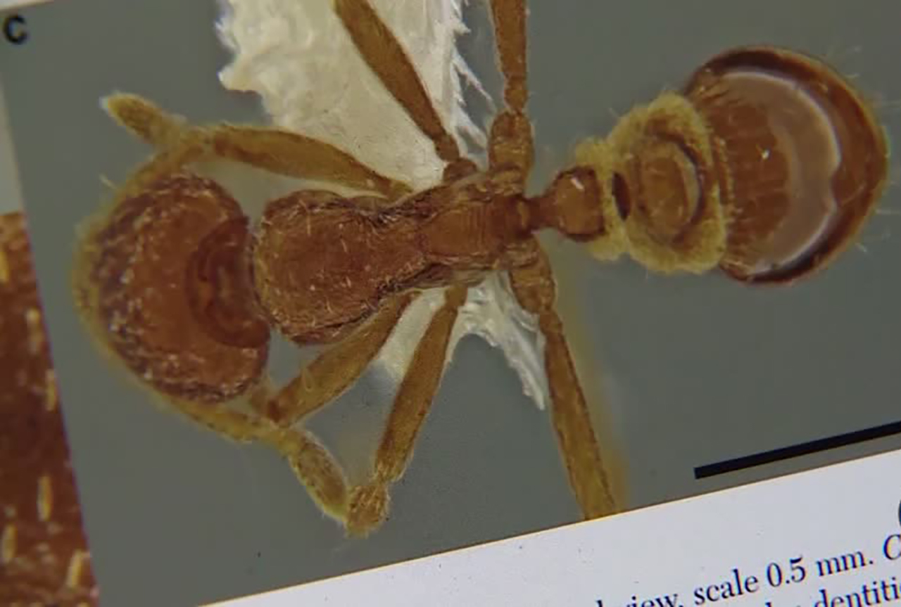 Ant expert discovers new Utah species in backyard - KSL.com thumbnail