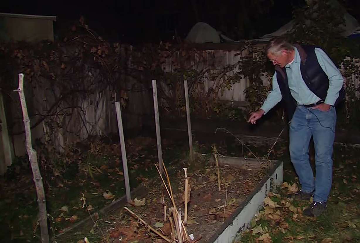 Jack Longino, a biology professor at the University of Utah and an entomologist, discovered a new ant species, "Strumigenys ananeotes,” in his backyard Tuesday, Nov. 12, 2019. Photo: KSL TV