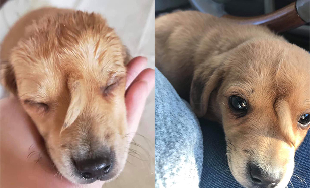 Have You Seen This? ‘Narwhal’ puppy has tail on his forehead | KSL.com