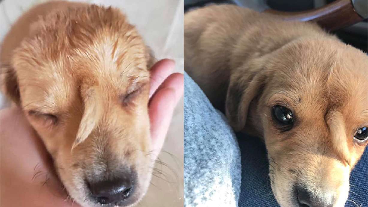 Have You Seen This? ‘Narwhal’ puppy has tail on his forehead