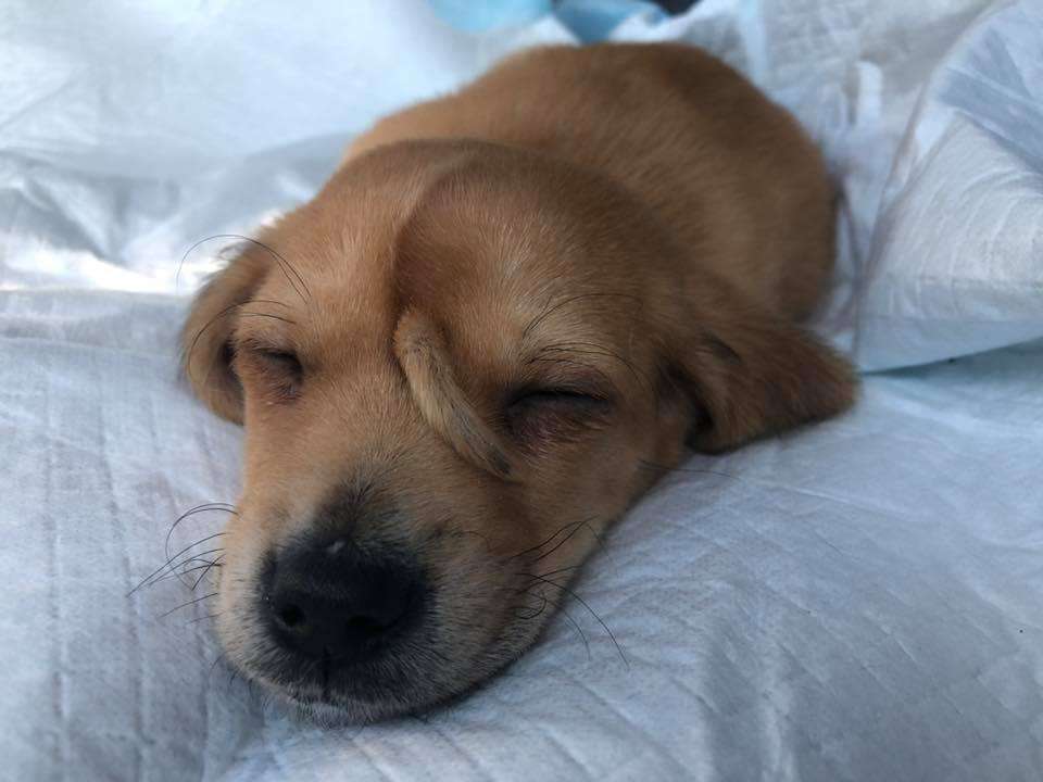 Narwhal the puppy was rescued in Missouri by Mac's Mission, a nonprofit that typically rescues dogs with "special needs." (Photo: Mac's Mission via Facebook)