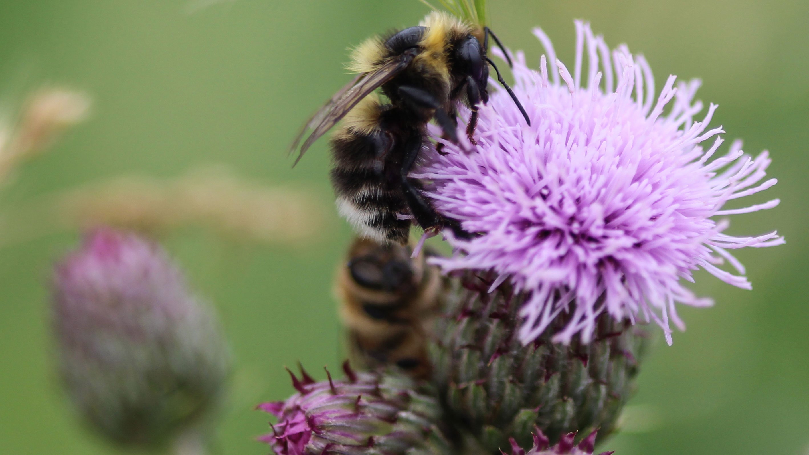 The insect apocalypse is coming. Here's what you can do about it