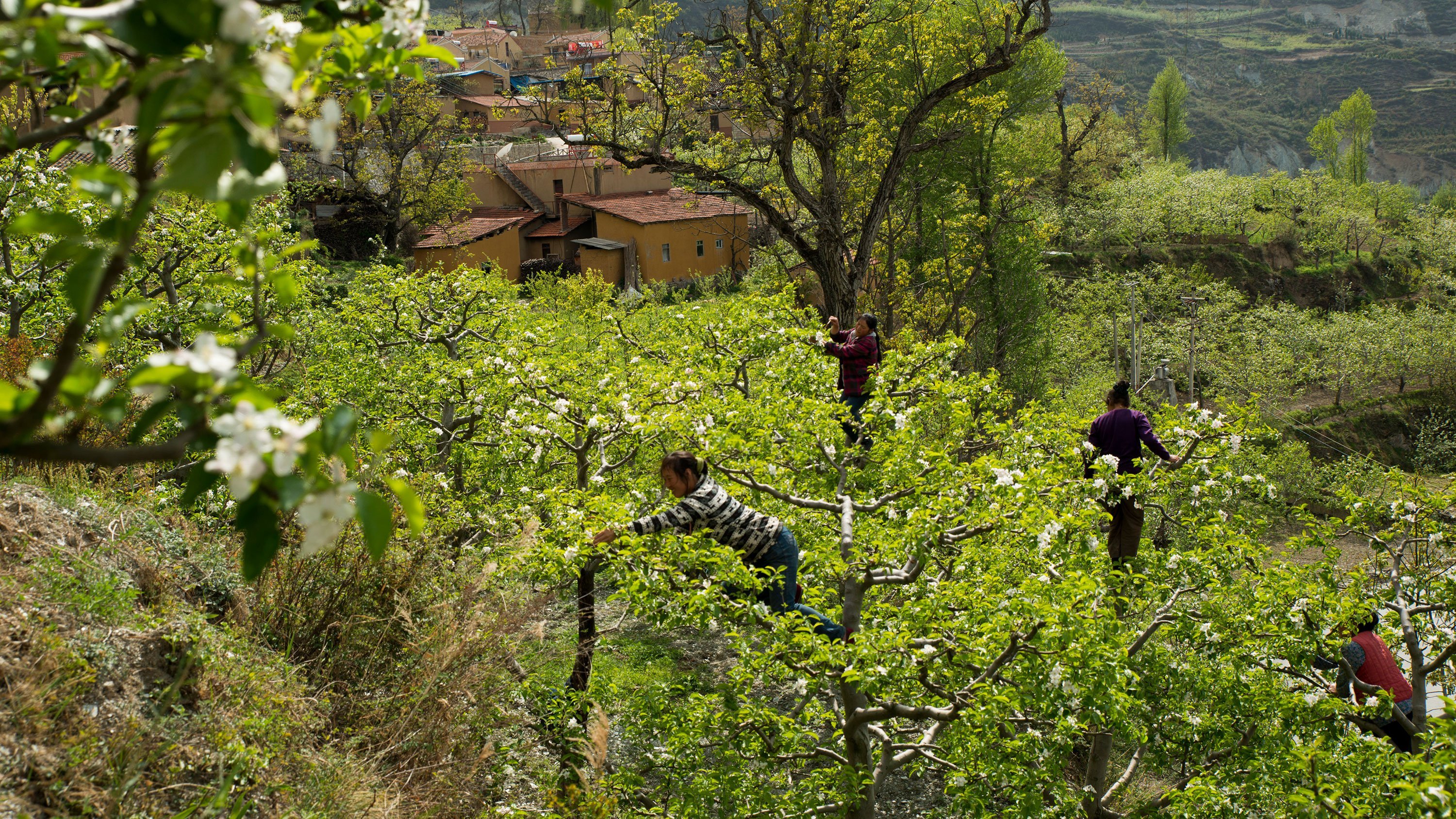 In Sichuan, China, farmers pollinate apple trees by hand. The heavy use of pesticides means the farmers have to do the bees' work, although hand-pollination also increases productivity and allows for cross pollination. (Gilles Sabrie/Lightrocket/Getty)