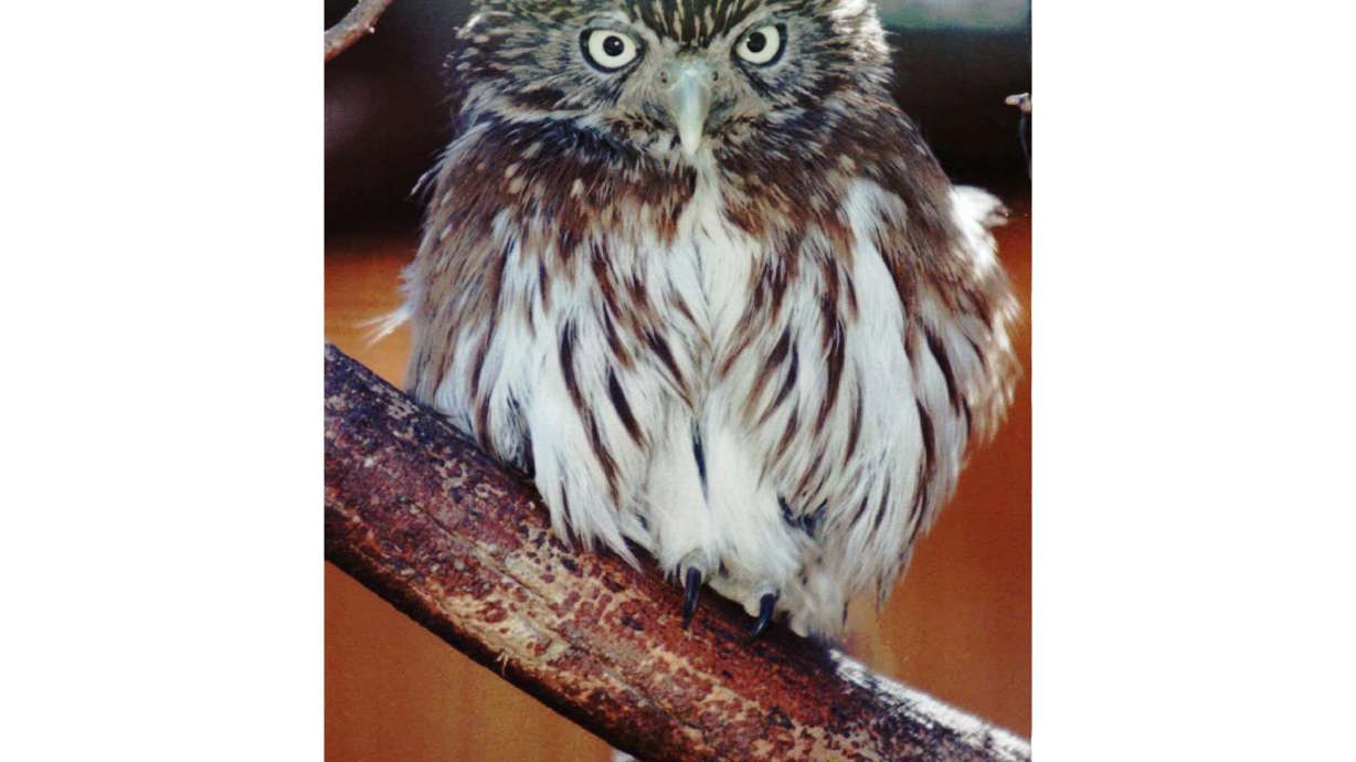 Arizona’s tiny desert owl has new chance for protection