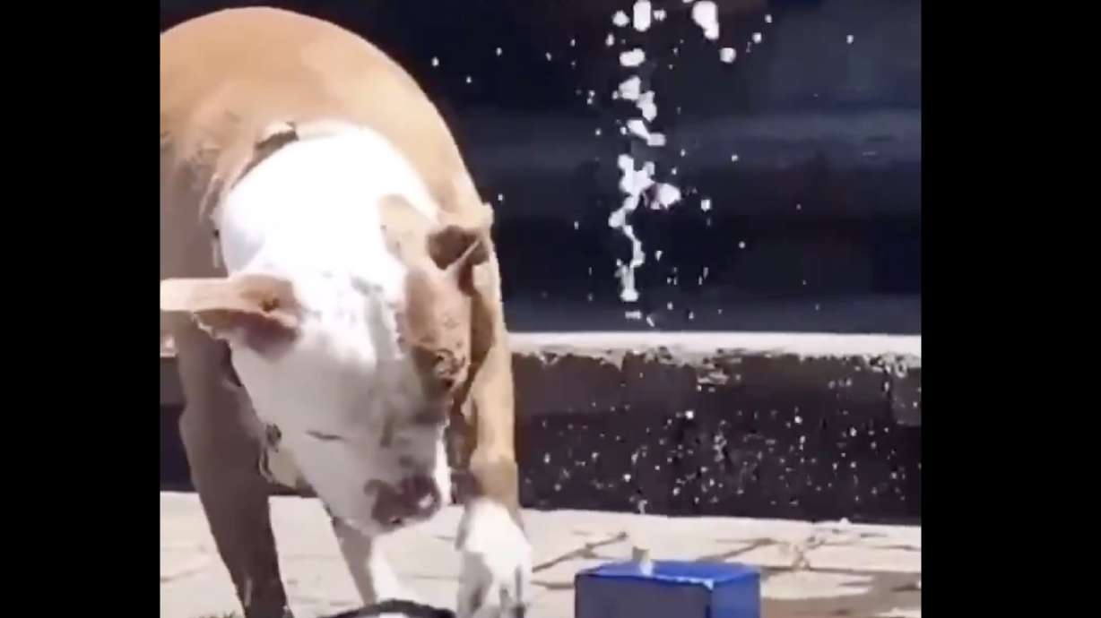 Have You Seen This? Dog just wants a drink of water