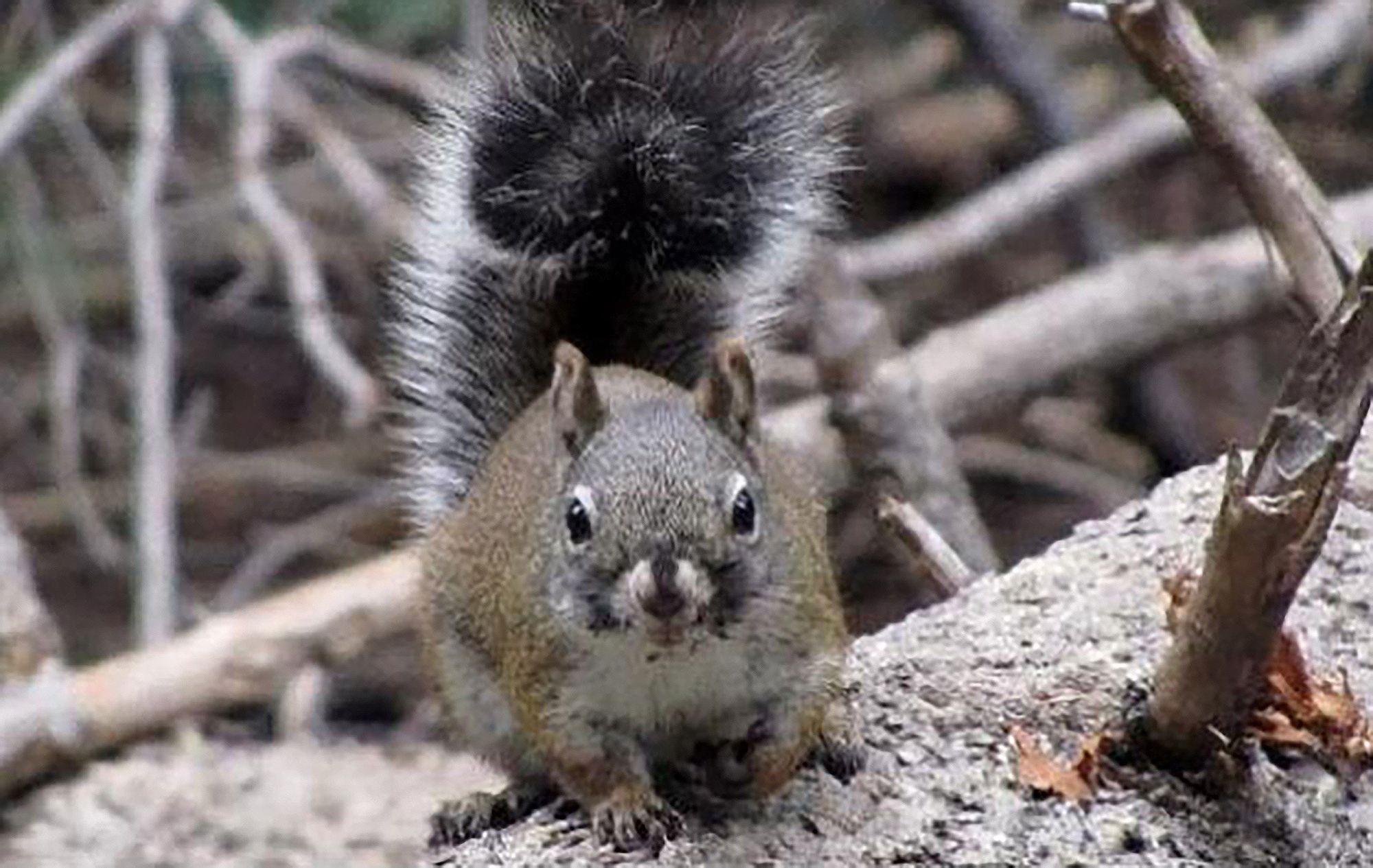 Survey finds gain in endangered red squirrel population