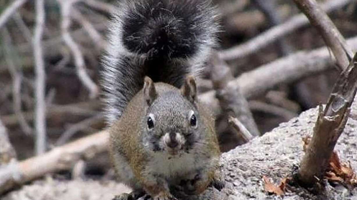 Survey finds gain in endangered red squirrel population