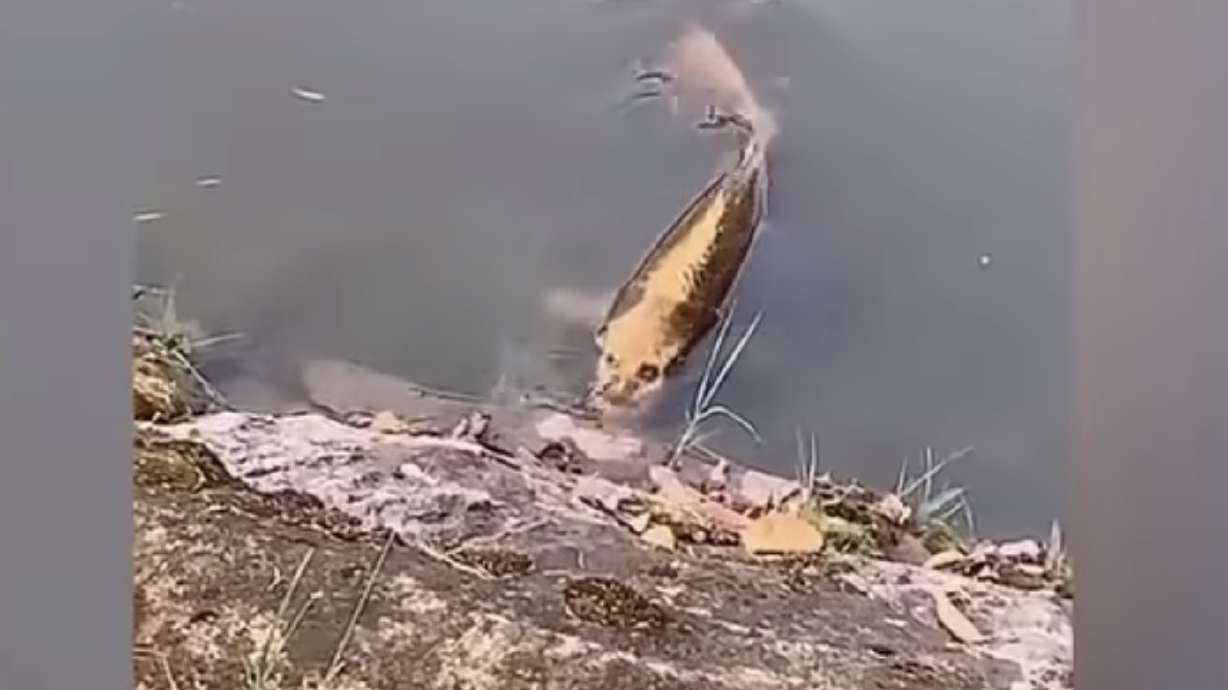 Have You Seen This? Fish with human-like face is creepy