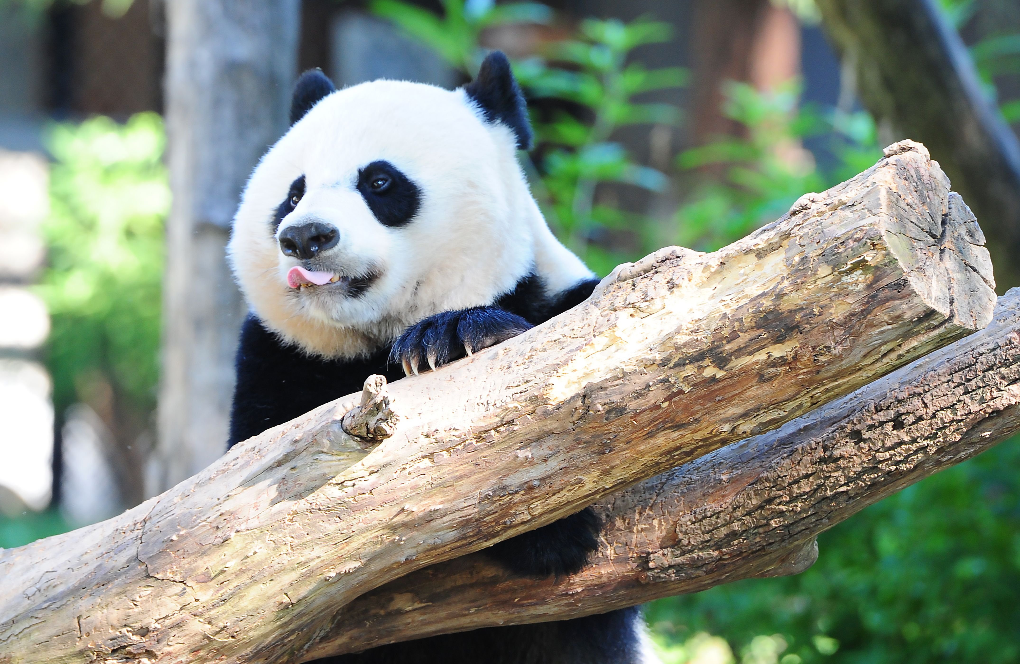Bye bye, Bei Bei: Beloved giant panda is leaving DC for China in a private jet