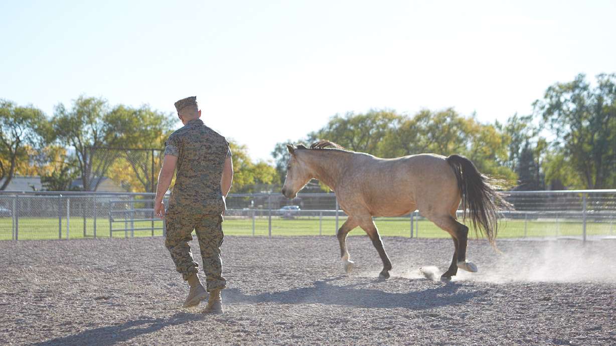 Highland nonprofit offers free equine-assisted therapy to help veterans facing mental health issues