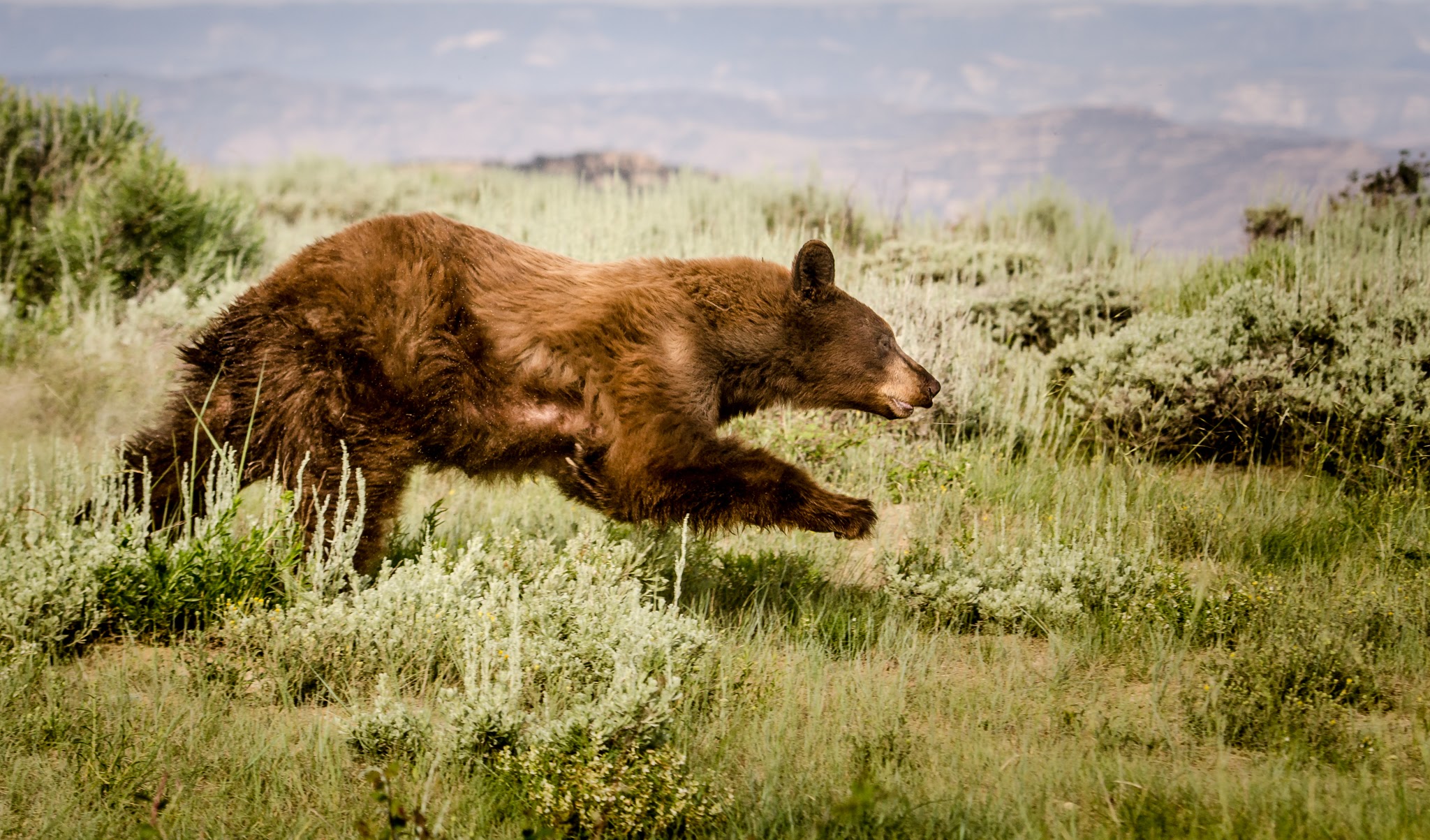 Utah wildlife officials say bear sightings nearly double in 2019 over previous year