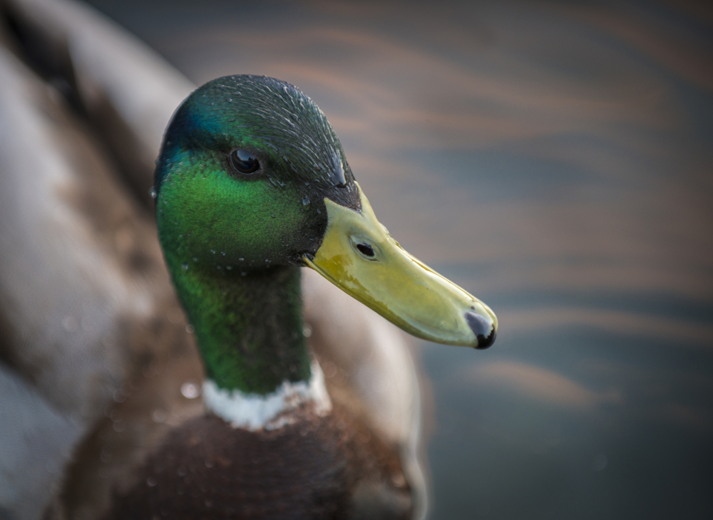 Have You Seen This? Ducks slip-sliding on a frozen lake