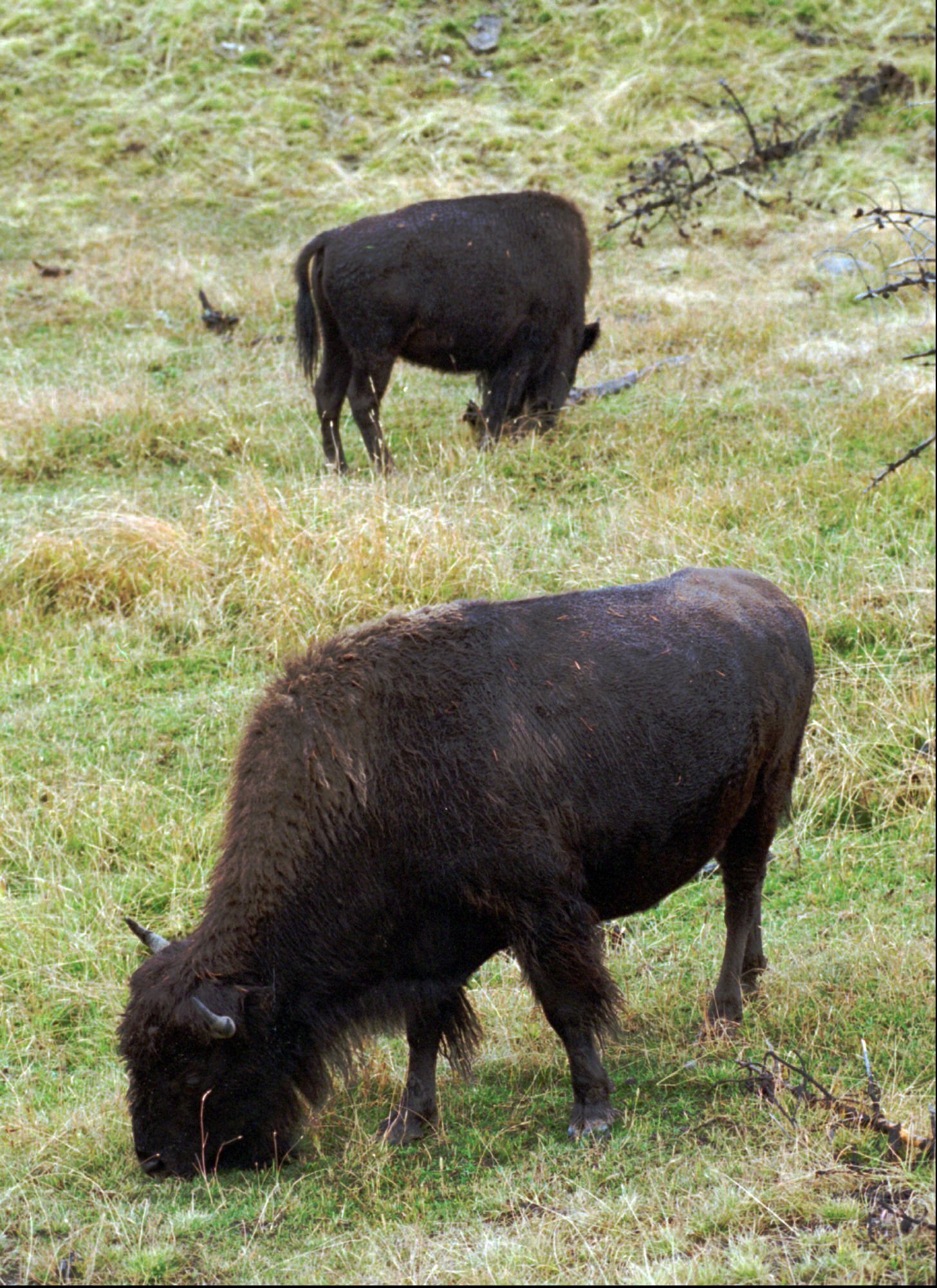 Study: Yellowstone bison mow, fertilize their own grass