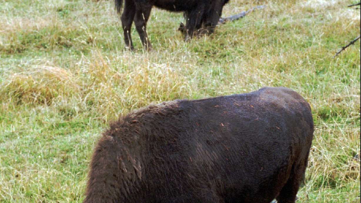 Study: Yellowstone bison mow, fertilize their own grass