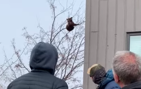 Have You Seen This? Humans catch falling baby bear