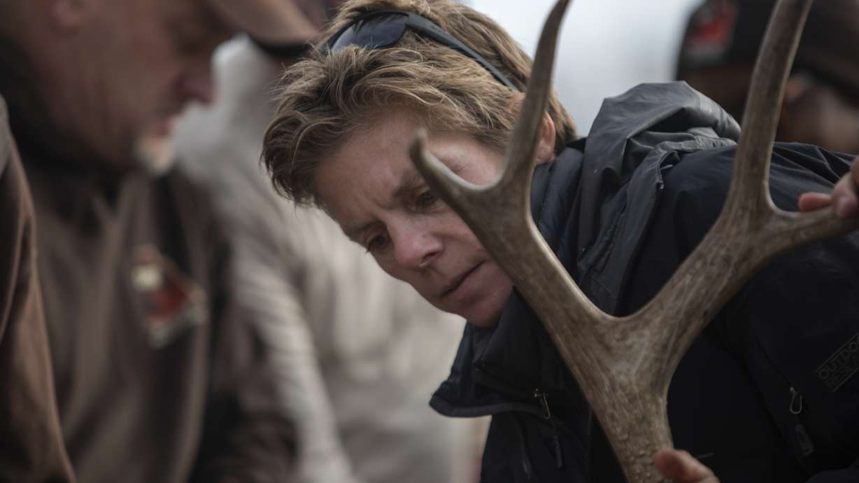 Wildlife biologists fly mule deer for herd-health project