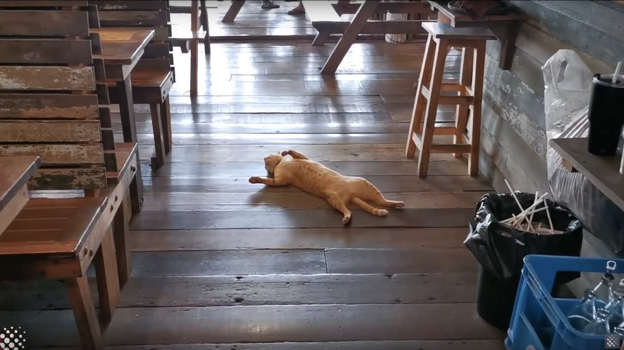 Have You Seen This? Napping cat couldn’t care less about where it sleeps