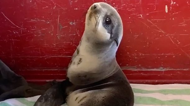 Baby seal rescued from California parking deck, poses for pic 
