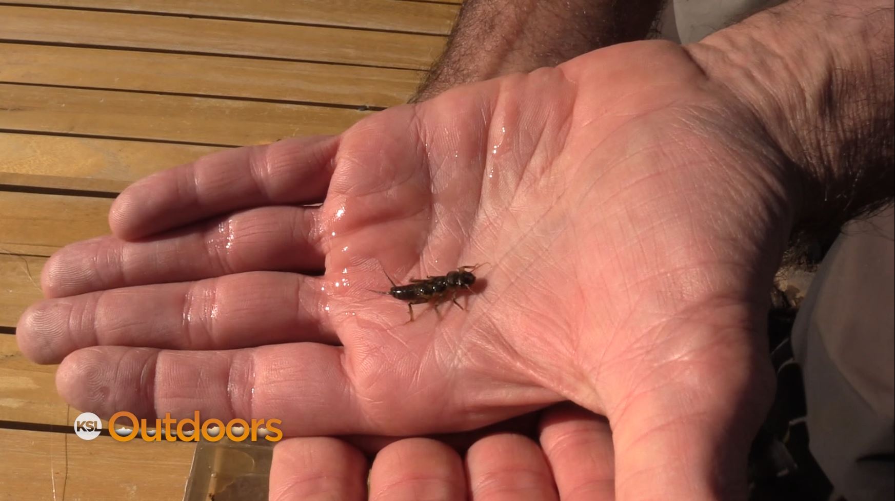 Fish Tech Fishing Tip: Screening the River for Bug Selection