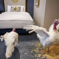 Trump tells impeachment jokes at annual turkey pardon event