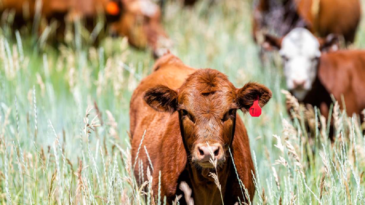 Environmental group sues US Forest Service over claims of overgrazing in central Utah