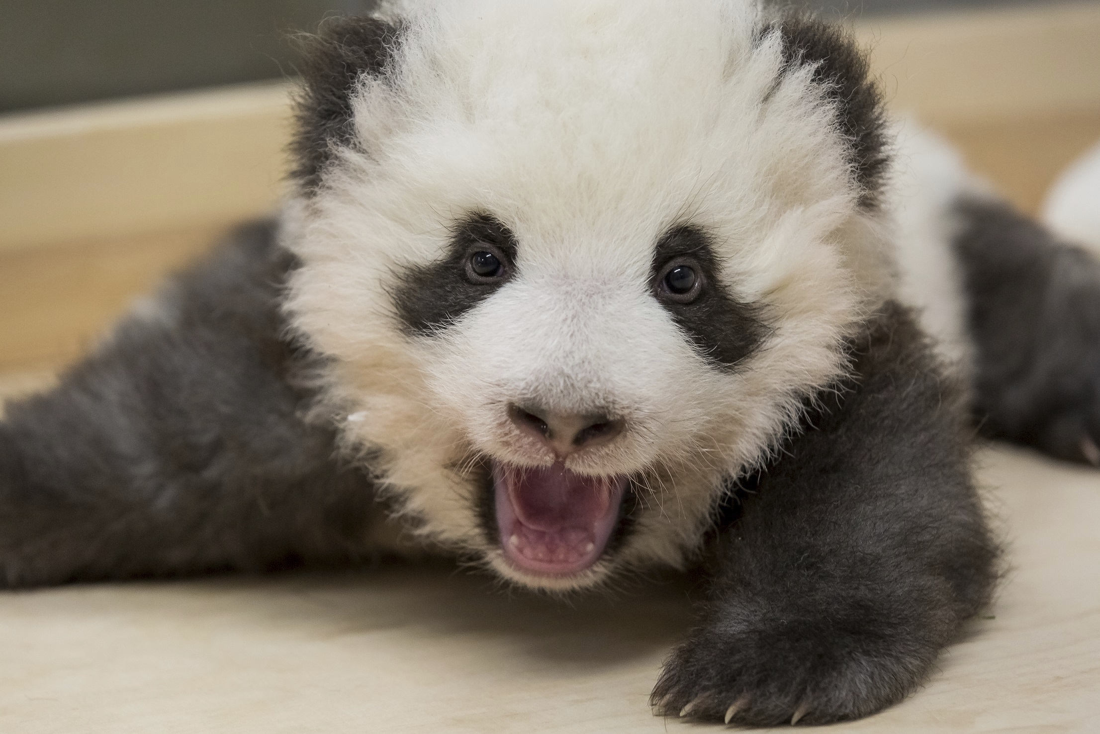 Twice as cute: Berlin zoo releases new photos of panda twins