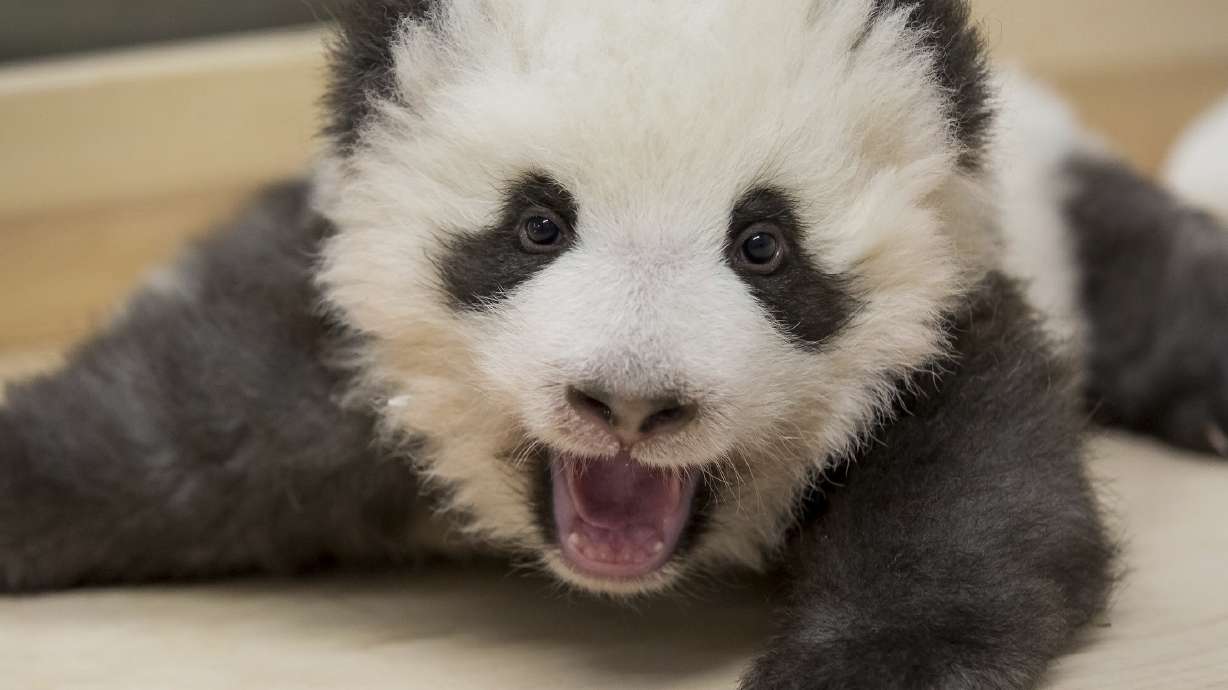 Twice as cute: Berlin zoo releases new photos of panda twins