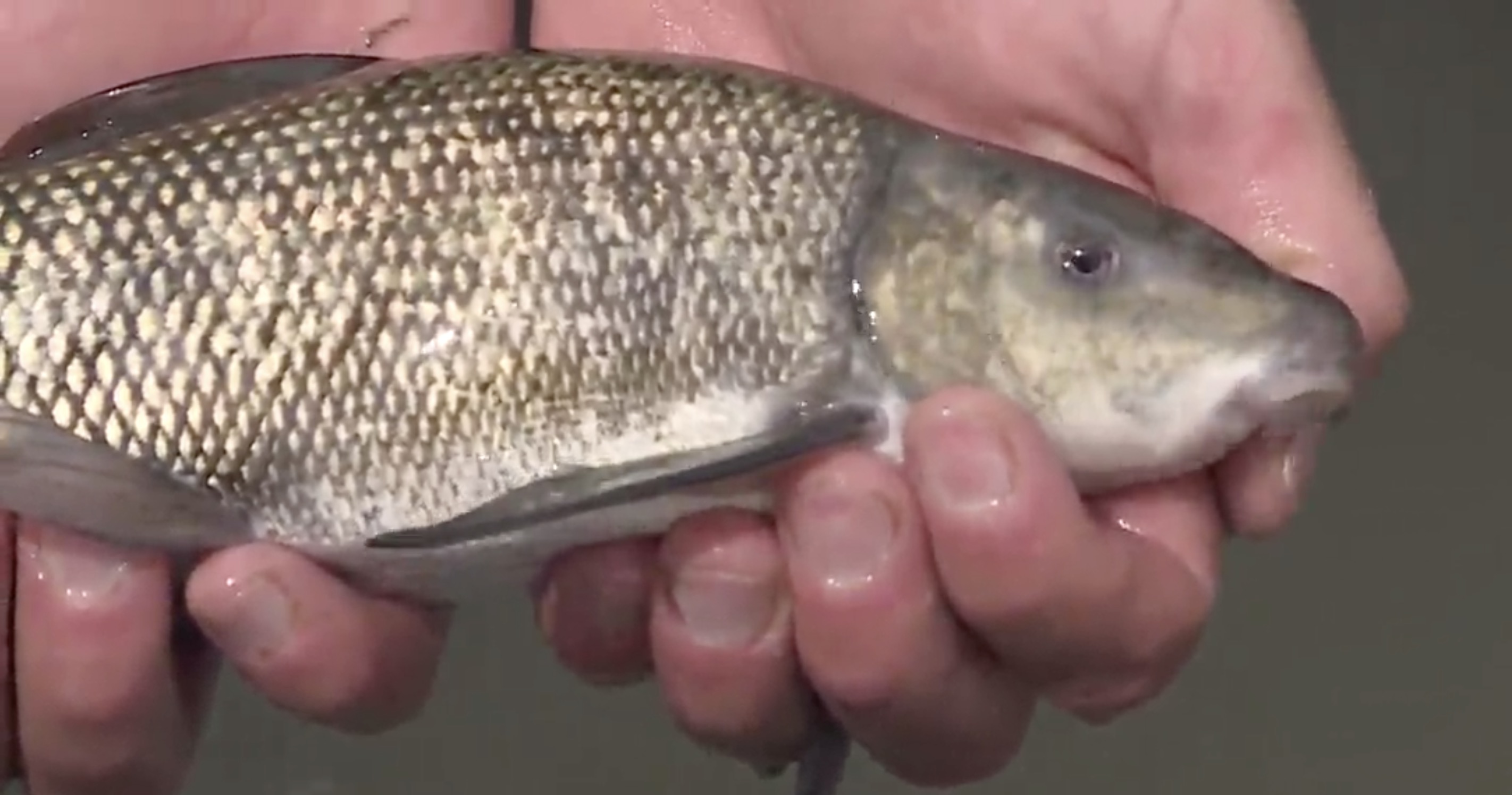 The success story behind conserving the endangered June sucker in Utah Lake