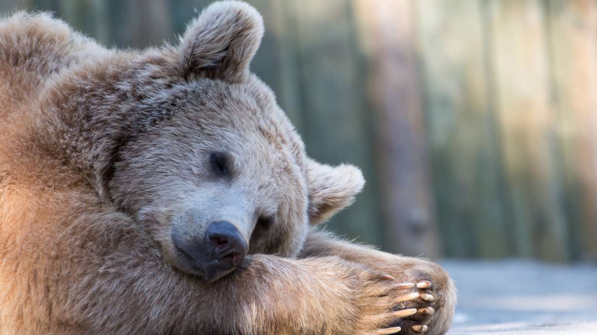 Hibernating animals could provide clues to fighting obesity epidemic, University of Utah researchers say