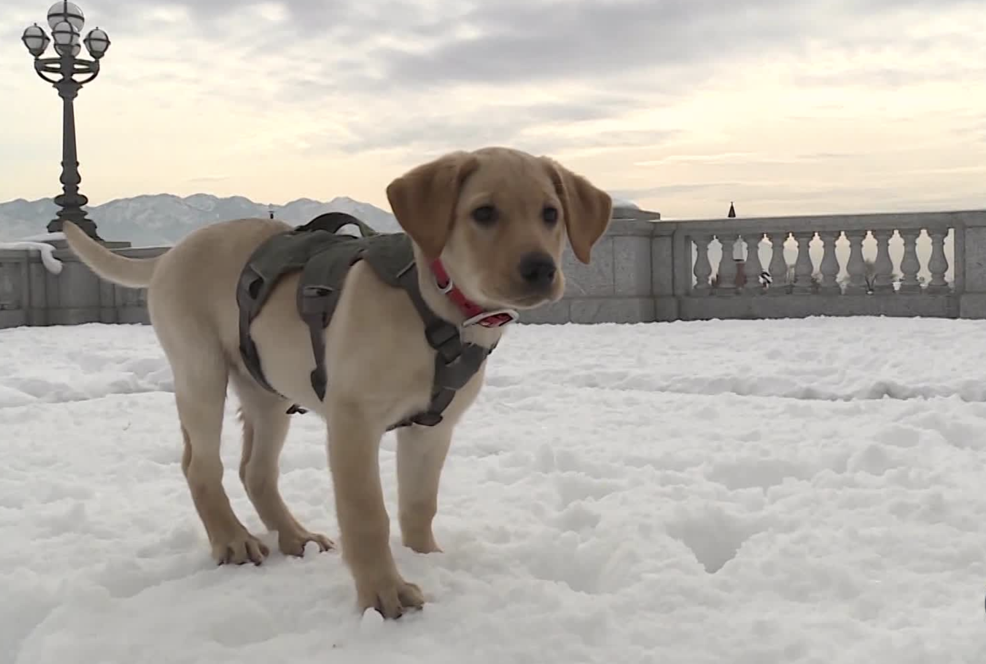 Rescue dogs were gathered together Monday, playing at the Utah State Capitol during the kickoff of Utah Avalanche Awareness Week. The dogs are valuable because of the power of their noses. (Photo: Mark Wetzel, KSL TV)