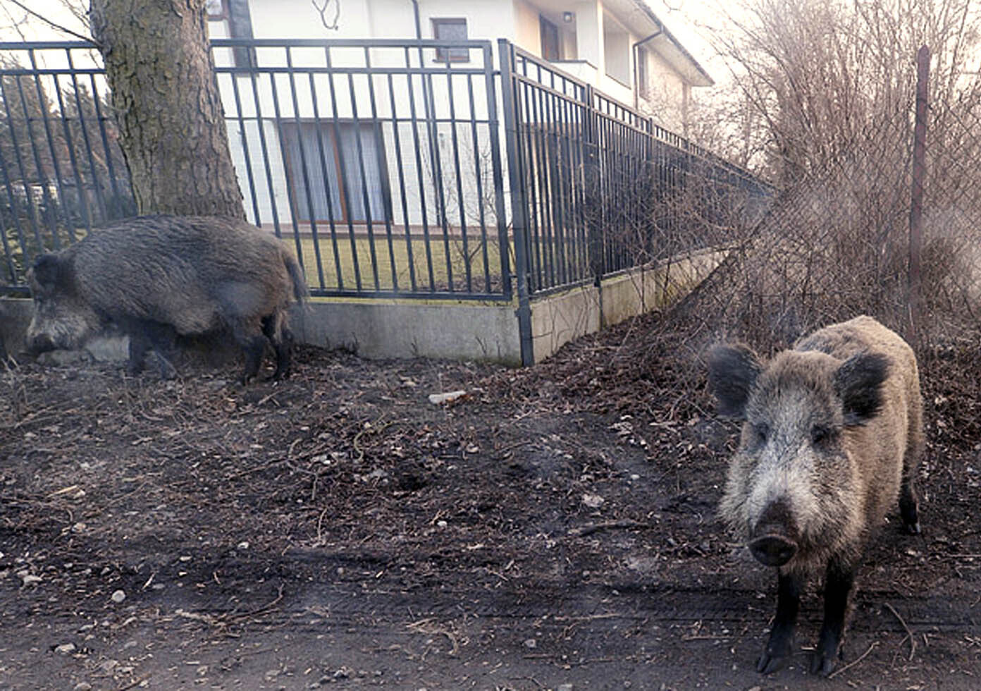 African swine fever kills more than 20 wild boar in Poland