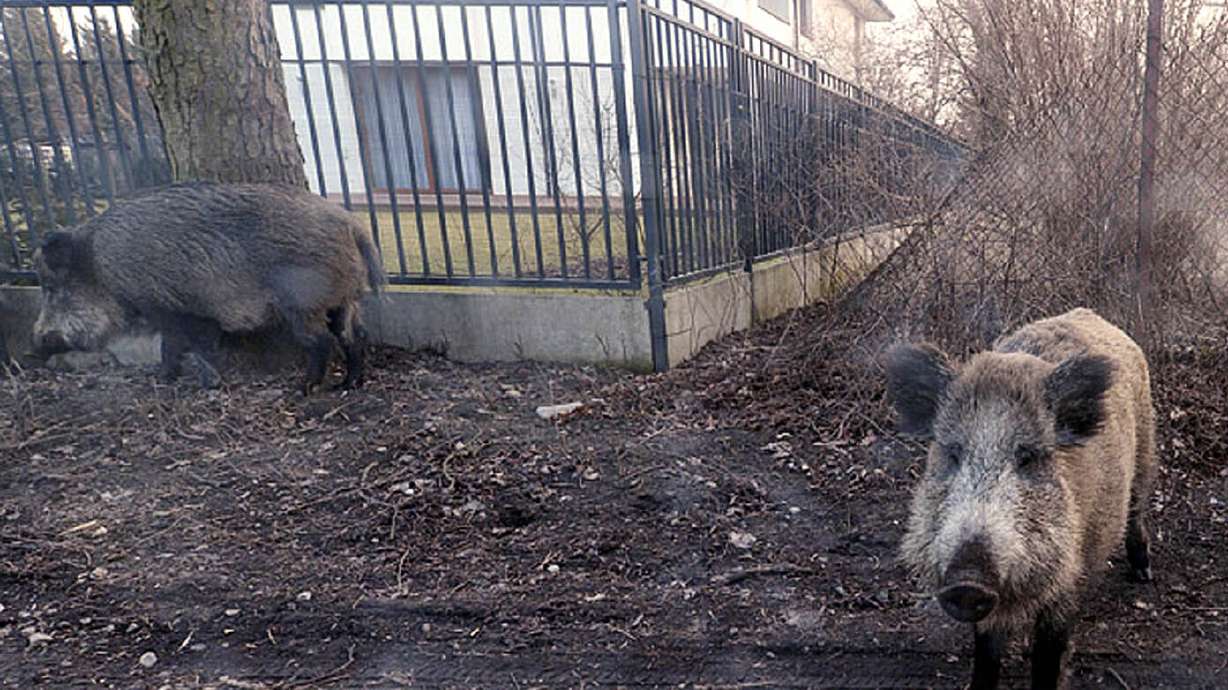 African swine fever kills more than 20 wild boar in Poland