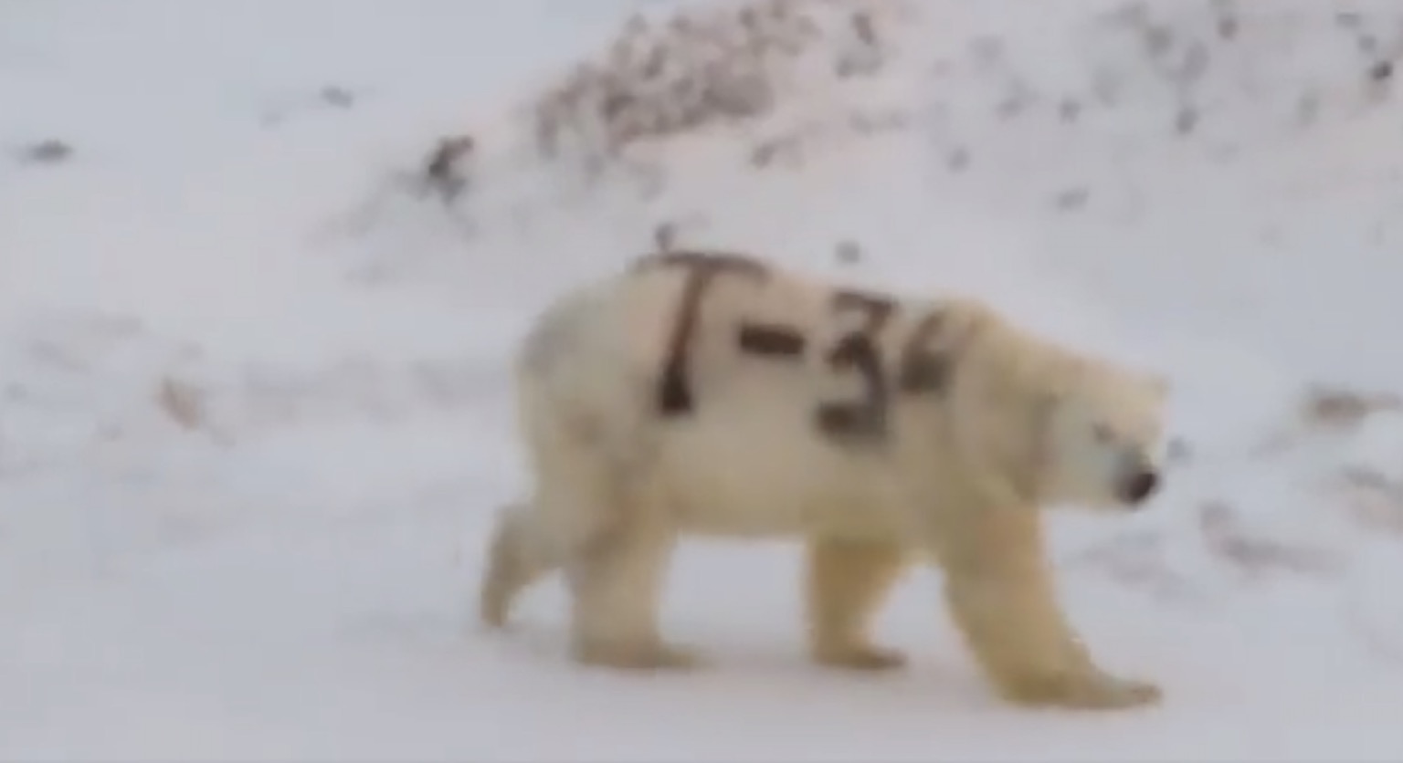 A polar bear was spray-painted with graffiti. Experts fear it won't survive